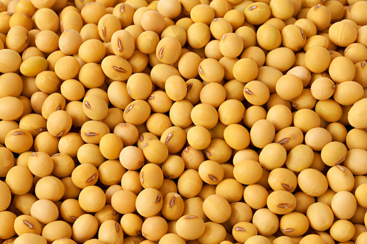 Soybean 2