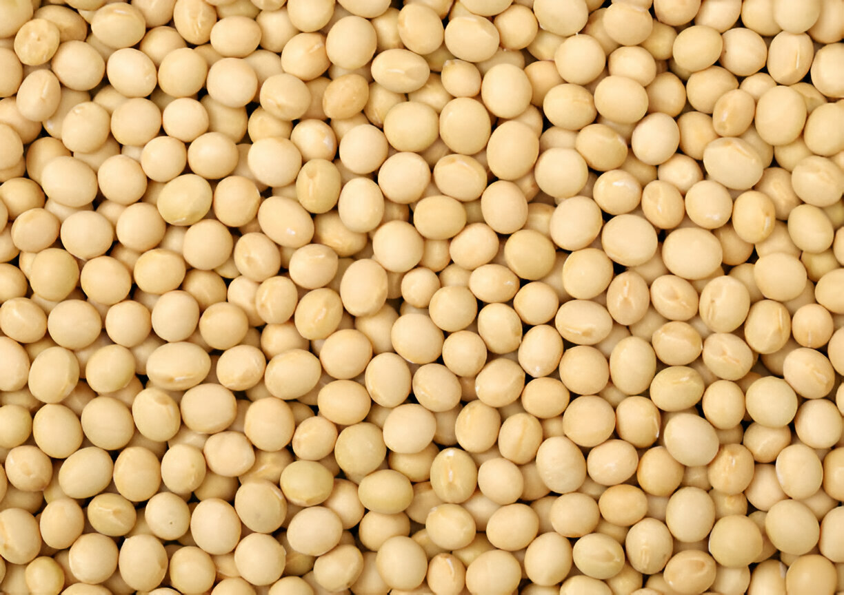 Soybean 8