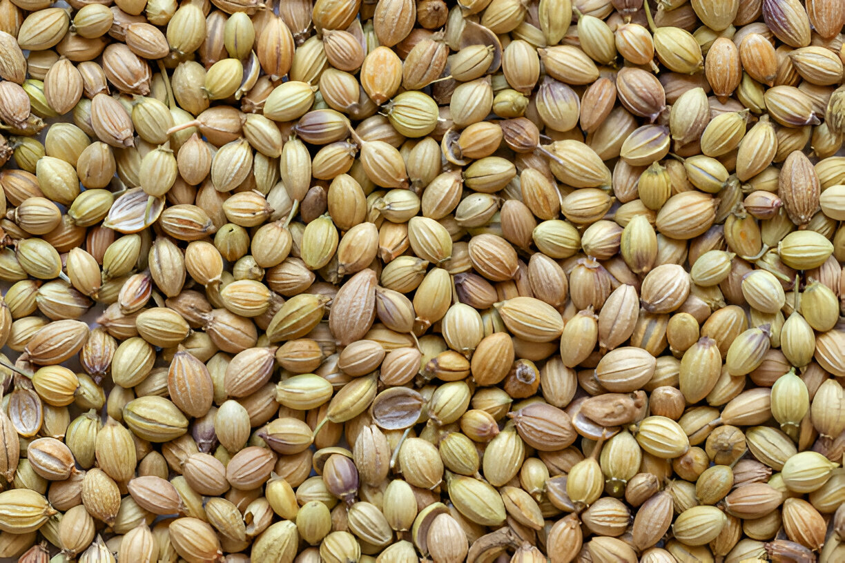 coriander seed 4