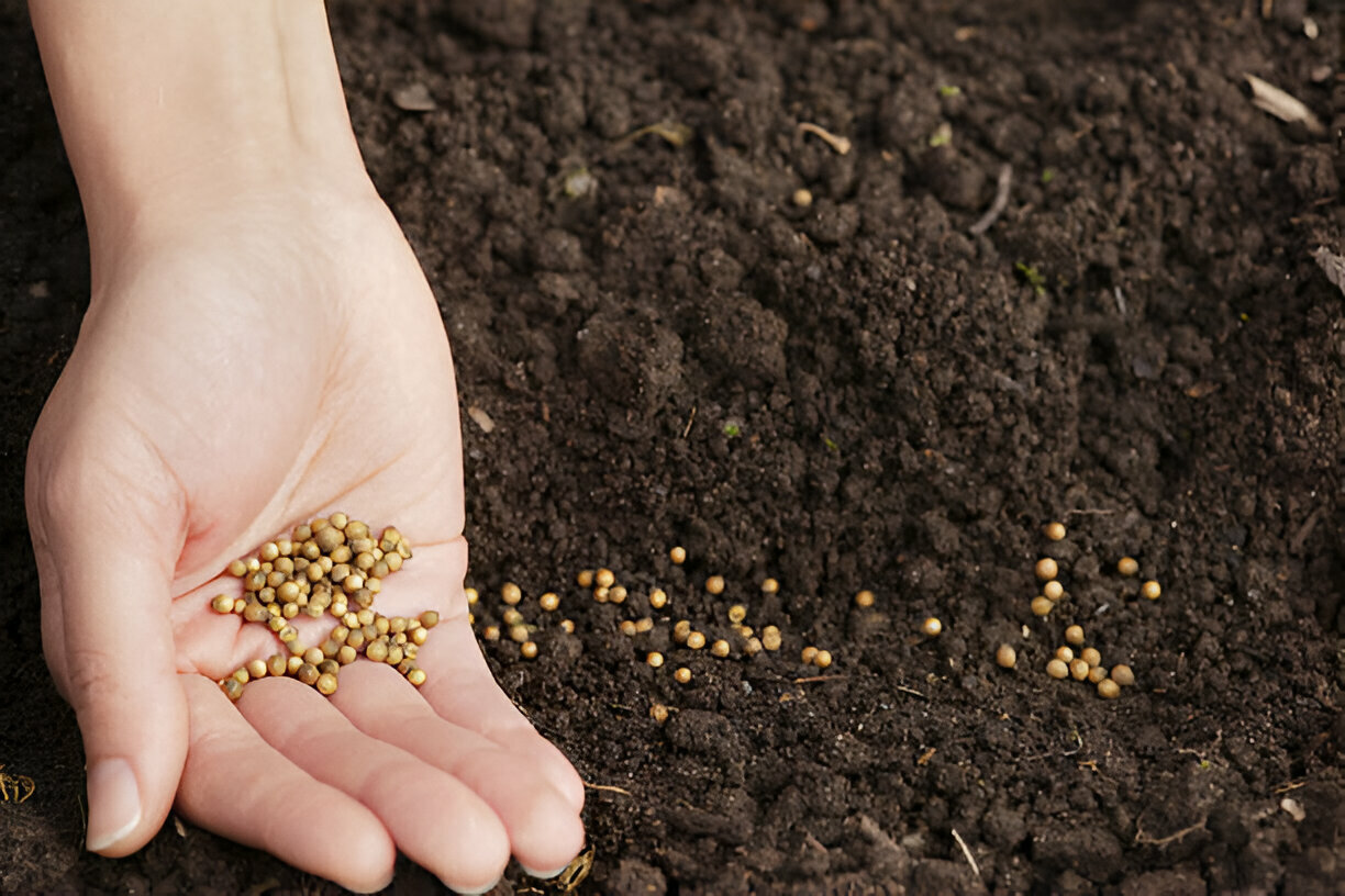 coriander seed 5