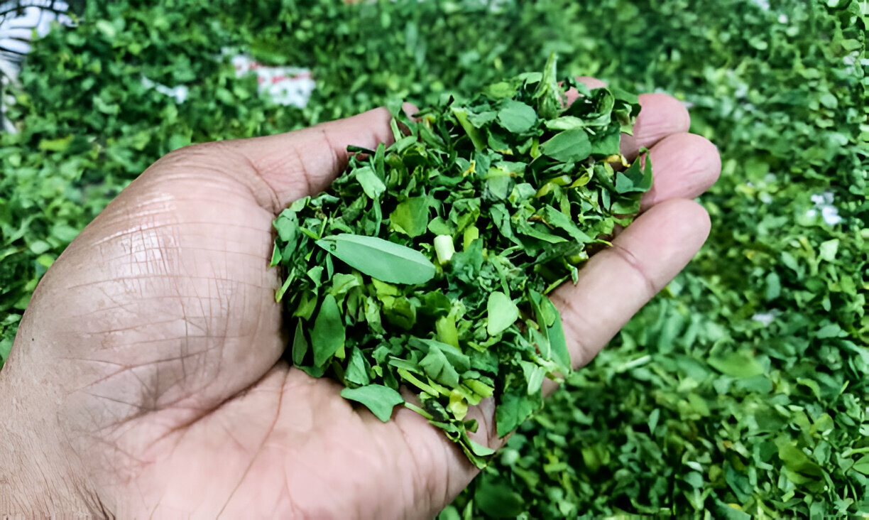 kasuri methi 1